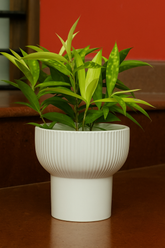 Milky Bamboo in Cute Ceramic Pot – Indoor Air Purifying Lucky Plant for Home & Office Décor